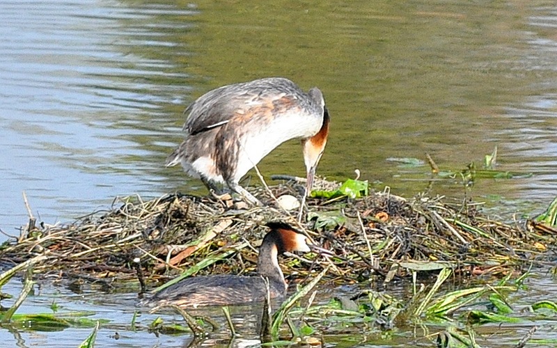 Podiceps cristatus- Cova